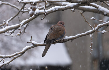 dove perched on a branch, when it snows, winter