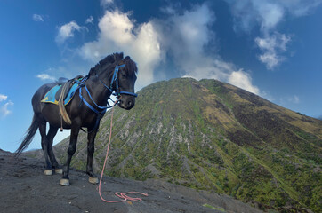 61 / 5000
Translation results
Horse on a mountain meadow around Mount Bromo, Indonesia