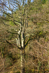Sycamore tree in winter