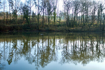 Fototapeta na wymiar Trees reflected in a lake