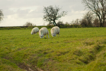 Fototapeta premium Sheep grazing in a field