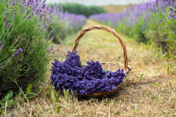 Wicker basket of freshly cut lavender flowers a field of lavender bushes. The concept of spa, aromatherapy, cosmetology. Soft selective focus.