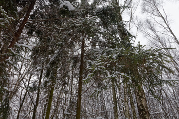 Park Śląski pokryty śniegiem. © Miroslaw