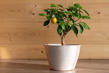 Houseplant Tangerine tree with small young green fruits in a pot. Bonsai	