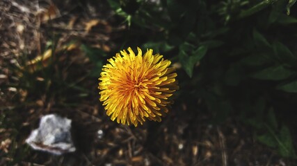 dandelion flower