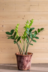 Zamioculcas in a pot on rustic background.