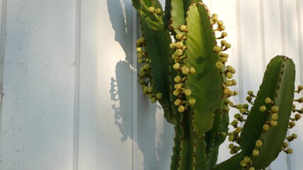 Cactus succulent plant, California USA. Desert flora, arid climate natural flower, botanical close up background. Green ornamental unusual houseplant. Gardening in America, grows with aloe and agave.