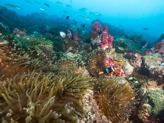 Fototapeta na wymiar Bubble-tip anemone with Clark's anemonefish (Mergui archipelago, Myanmar)