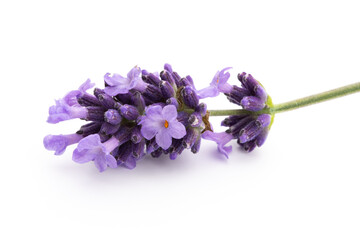 Lavender flowers on a white background.