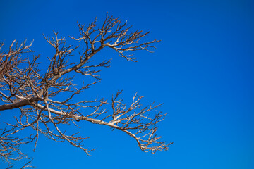 Tree branches against blue sky with empty space on the right.