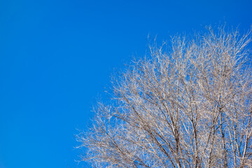 Branches of an elm tree in winter against a blue sky with free space to the left.