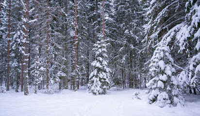 snow covered trees
