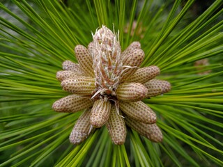 pine cones on a branch