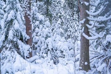 snow covered trees