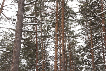 Snow-covered winter forest