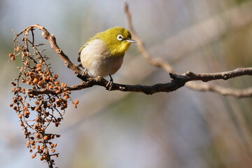 white eye on the branch