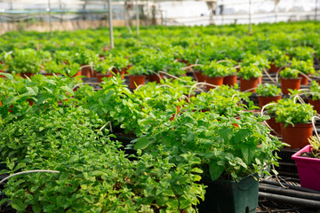 Rows of pots with fragrant organic mint seedlings growing in glasshouse..
