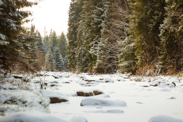 winter forest in the snow