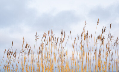 reeds in the wind