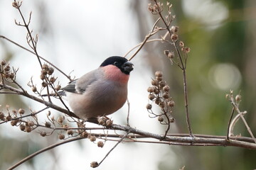 eurasian bullfinch on the branch