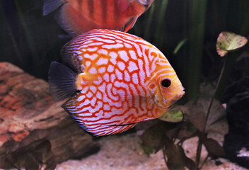 Red and white discus (Pompadour fish) are swimming in freshwater aquarium. Symphysodon...