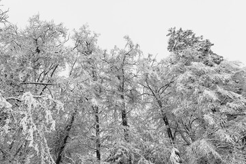 Schnee im Wald im Winter