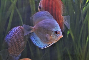 Blue discus (Pompadour fish) are swimming in freshwater aquarium. Symphysodon aequifasciatus is...