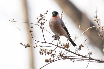 eurasian bullfinch on the branch