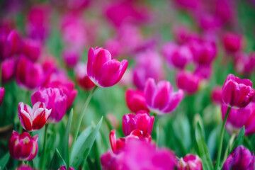 Gorgeous pink blooming French tulips in a flower bed on a blurry background