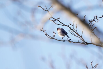 eurasian bullfinch on the branch