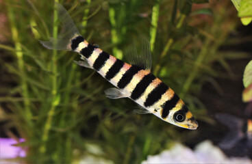 A colorful banded leporinus (black-banded leporinus)  is swimming in freshwater aquarium. Leporinus fasciatus is a species of freshwater characin in the family Anostomidae.