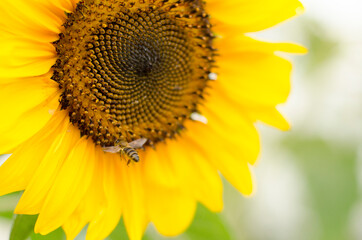 Obraz premium close up bee on sunflower 