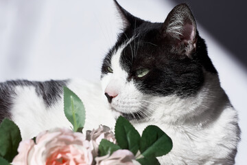 Arrogant funny black and white cat with pink flowers for celebtation design.Veterinary,Internatinal cat day