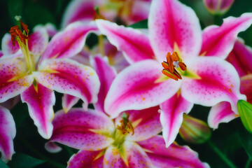close up blooming lilies flower with green leaves in garden