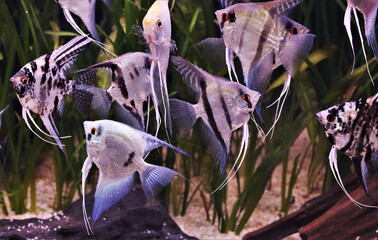 The beautiful freshwater angelfish are swimming in aquatic plants tank. Pterophyllum scalare is one of the most popular aquarium fish in freshwater aquarium.
