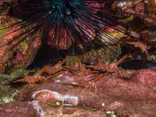 Camel shrimps under a Black long spine urchin (Mergui archipelago, Myanmar)