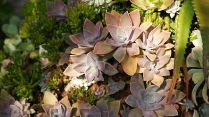 Succulent plants collection, gardening in California, USA. Home garden design, diversity of various botanical hen and chicks. Assorted mix of decorative ornamental echeveria houseplants, floriculture.