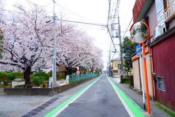 帰り道の桜並木