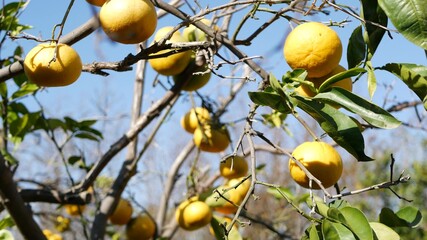 Citrus orange fruit, bare leafless tree, California USA. Spring garden, american local agricultural farm plantation, homestead horticulture. Juicy fresh exotic tropical harvest on branch. Blue sky.