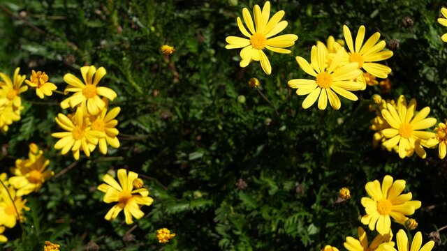 https stock adobe com images yellow daisy flowers blossom home gardening in california usa natural botanical close up background euryops pectinatus bloom in spring fresh garden springtime flora asteraceae bush in soft focus 406650498 start checkout 1 content id 406650498