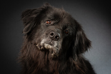 Tilted head of black newfoundlander dog with copy cpace
