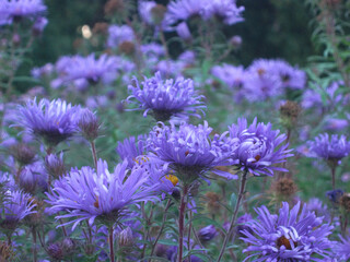 purple flowers new england asters 