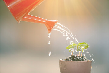 Farmer used Watering can for seedling plants . Organic farm concept © ittipol