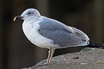 Yellow-legged Gull (Larus michahellis) 3rd-winter, Newlyn harbour, Cornwall, England, UK.