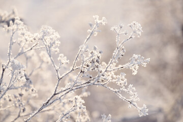 delicate openwork flowers in the frost. Gently frosty natural winter background. Beautiful winter morning in the fresh air. Soft focus. 