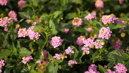 Lantara camara yellow pink flower in garden California USA. Umbelanterna springtime pure colorful bloom, romantic botanical atmosphere, delicate tender blossom. Spring light colors. Fresh calm morning