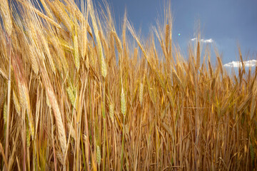 Farming. Wheat field in summer.
