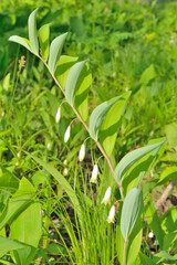 Herb solomon’s seal (Poligonatum)