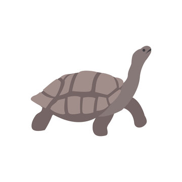 Galapagos giant tortoise.