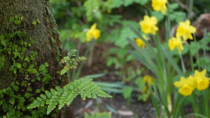 Fern leaf, moss and tree bark in forest, California USA. Springtime morning atmosphere, delicate tiny green creeper plant on trunk. Spring fairy botanical freshness in wood. Yellow daffodil narcissus.